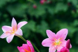 三风三雨三花艳生肖 三风三雨三花艳打一数字